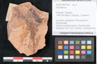 Foto (Objekt + Etikett) von Xylomites sp. (NHMW-GEO-2024-0188-7944)